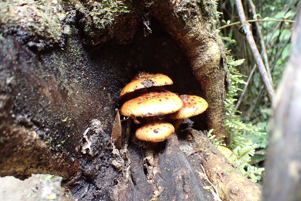 Pholiota glutinosa · June 2025 · photo: © berardom (iNaturalist, cc-by)