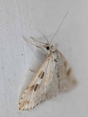 Washington Udea Moth