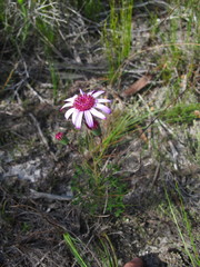 Senecio cymbalarifolius