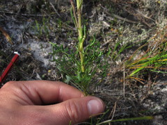 Senecio cymbalarifolius