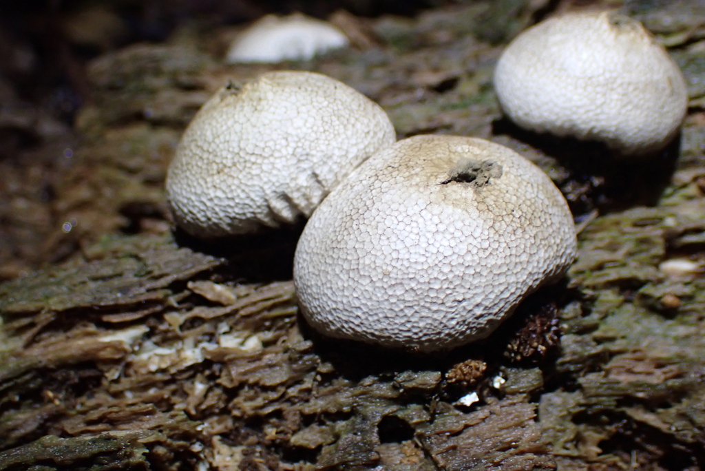 Lycoperdon compactum