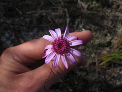 Senecio cymbalarifolius