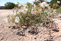 Oenothera pallida
