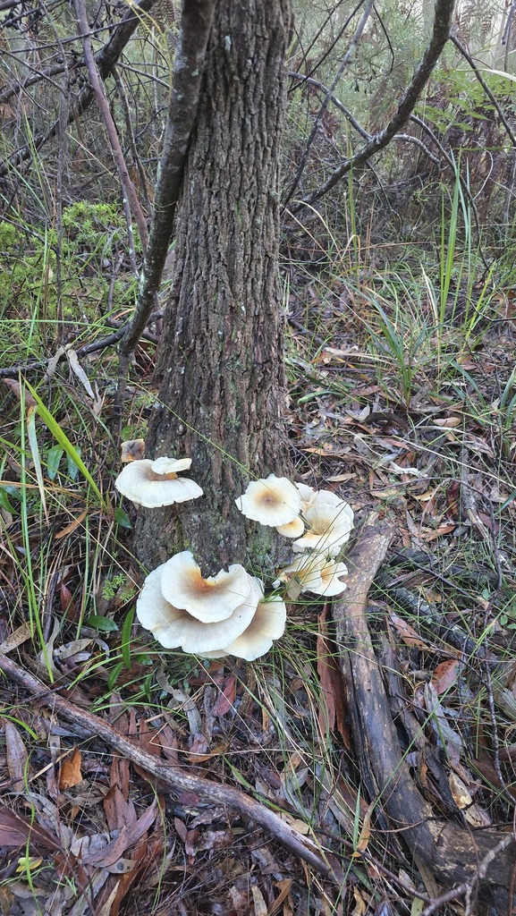 Omphalotus nidiformis · June 2025 · photo: © xanthosia (iNaturalist, cc-by)