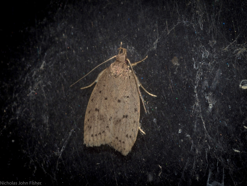 Eulechria convictella
