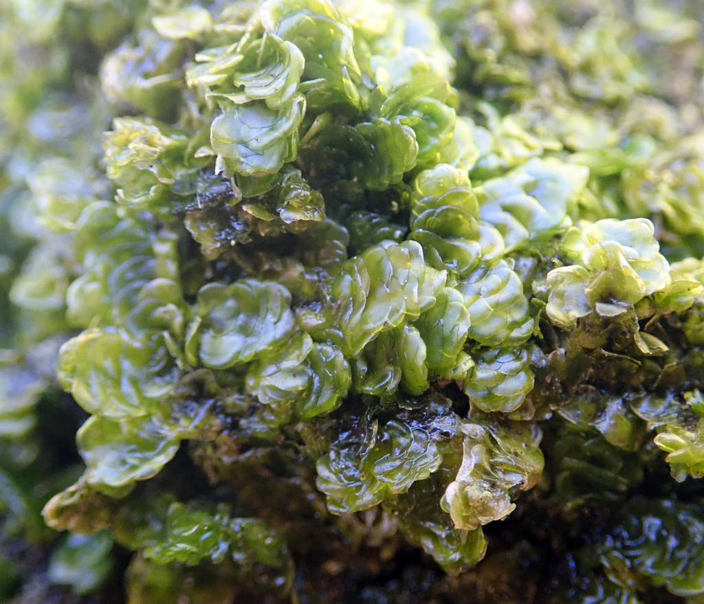 Porella atroviridis