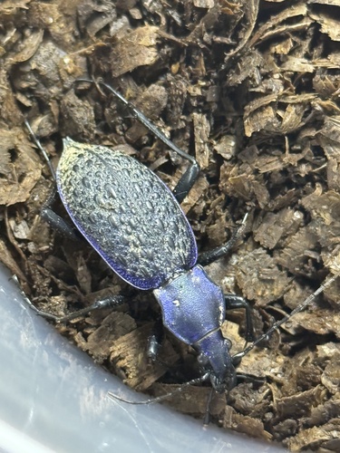 Carabus lafossei