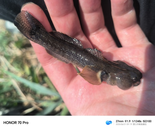 Shimofuri Goby