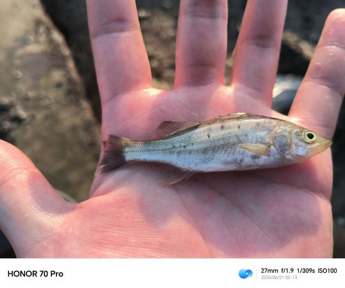 Japanese Seabass