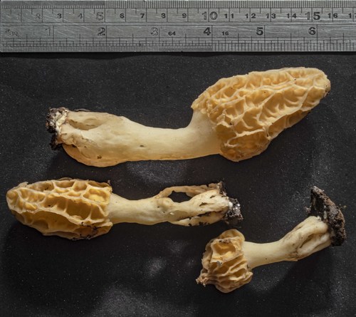 Autumn Morel