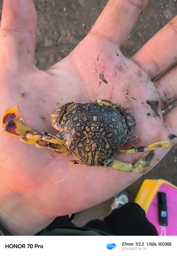 Flower Moon Crab