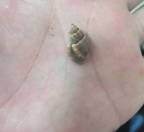 Trigonaphera bocageana