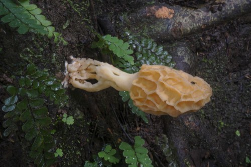 Autumn Morel