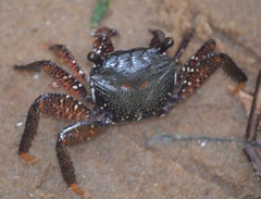 Goniopsis pelii