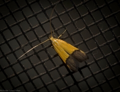 Crocanthes micradelpha