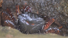 Goniopsis pelii