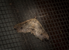 Philogethes metableta