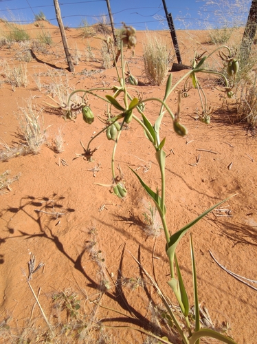 Hexacyrtis dickiana (Hexacyrtis dickiana)