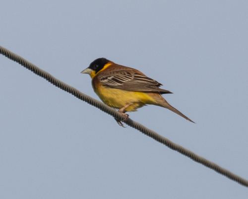 Escribano cabecinegro (Emberiza melanocephala)