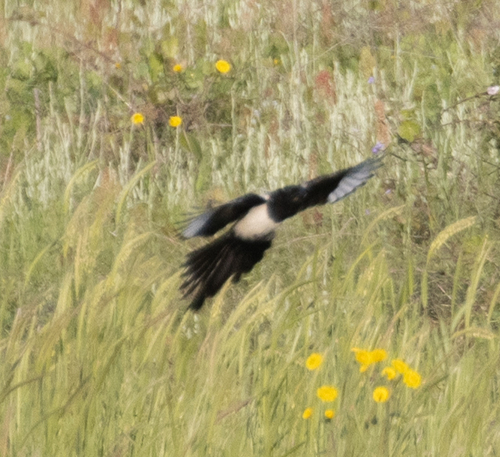Eurasian Magpie