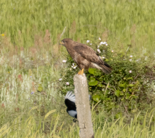 Common Buzzard
