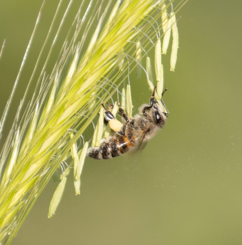 Western Honey Bee