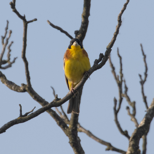 Black-headed Bunting
