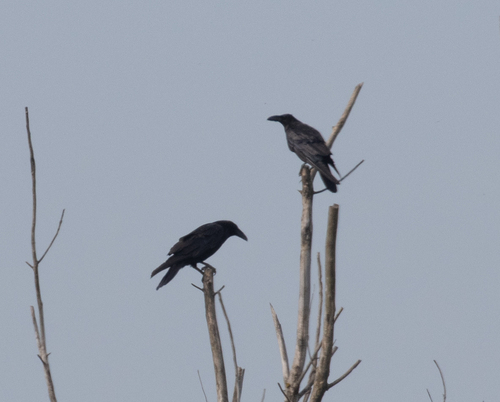 Common Raven