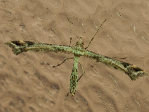 Calendula Plume Moth