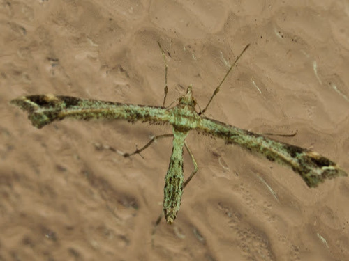 Calendula Plume Moth