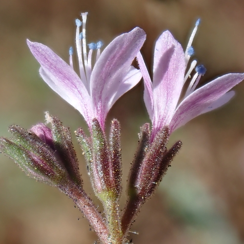 Sticky false gilyflower (Allophyllum glutinosum)