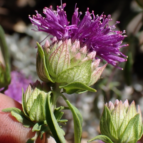 Monardella breweri