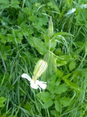 Silene latifolia