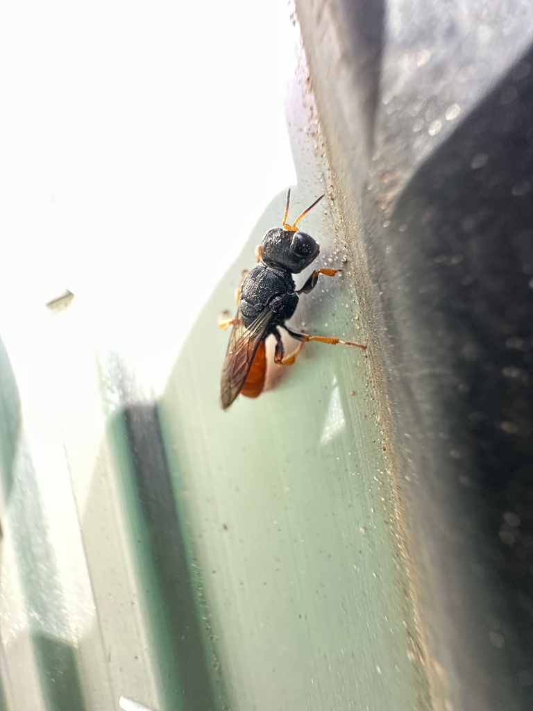 Chimiloides
