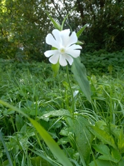 Silene latifolia