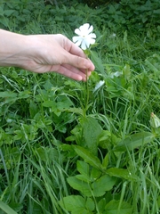 Silene latifolia