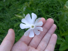 Silene latifolia