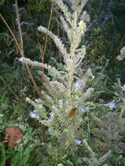 Echium vulgare