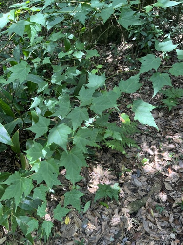 Acer caudatifolium (Acer caudatifolium)