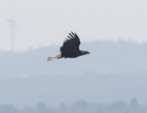Imperial Eagle
