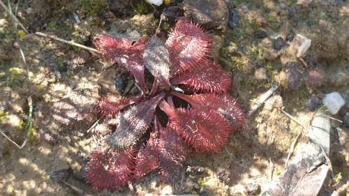 Image of Drosera praefolia by (c) Andrew Thornhill, some rights reserved (CC BY)
