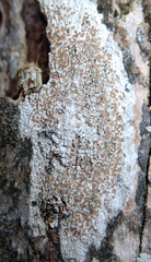 Lecanora kohu