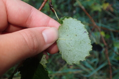 Betula pendula