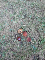 Aesculus hippocastanum