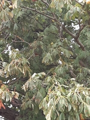 Aesculus hippocastanum