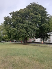 Aesculus hippocastanum