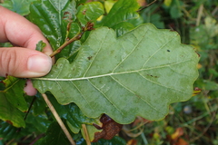 Quercus robur