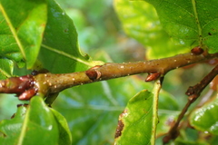 Quercus robur