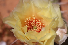 Opuntia polyacantha