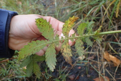 Agrimonia eupatoria